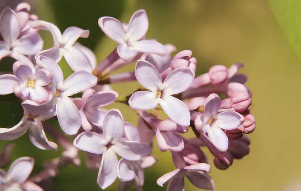 Flower, spring, lilac, twig, blooming