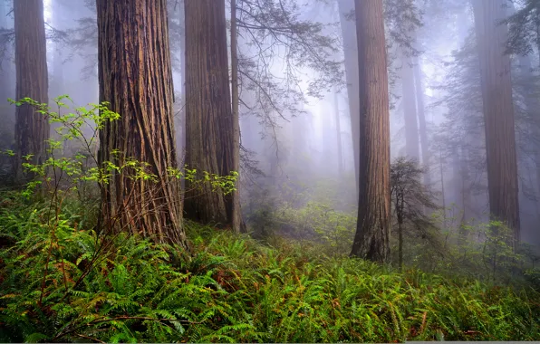 Картинка лес, природа, туман, весна, утро, Калифорния, США, Redwoods