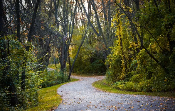 Картинка Осень, Деревья, Лес, Fall, Листва, Дорожка, Autumn, Road