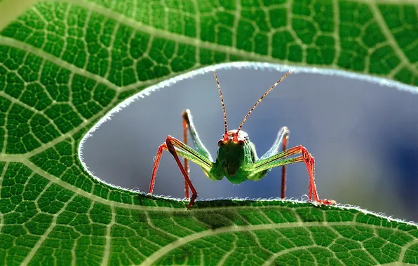 Картинка macro, close up, grasshopper