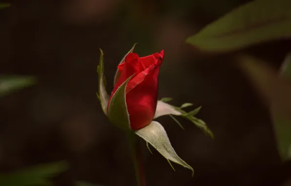 Red, rose, flower, gift