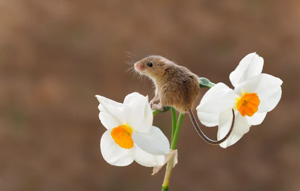 Цветок, фон, мышка, нарцисс, грызун, мышь-малютка, harvest mouse