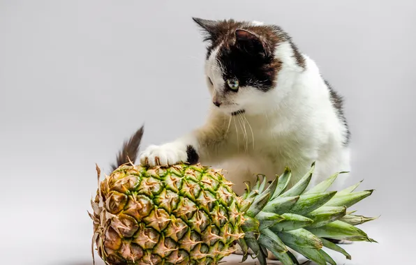 Кошка, взгляд, поза, котенок, черно-белый, ананас, мордашка, светлый фон