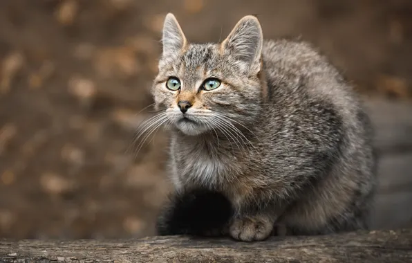 Кот, котенок, малыш, сидит, дикий, лесной, смотрит вверх
