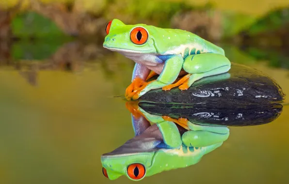 Вода, отражение, камень, лягушка, зеленая, красноглазая квакша