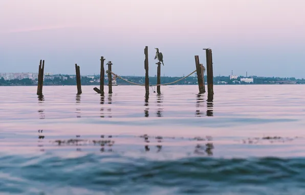 Metal, sea, bird, sticks, poles