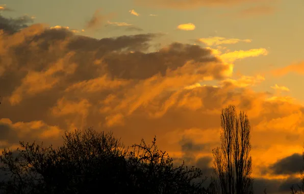 Sky, cloud, tree