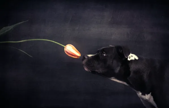 Картинка тюльпан, собака, нюх