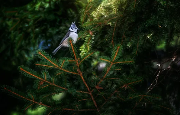 Ветки, птичка, хвоя