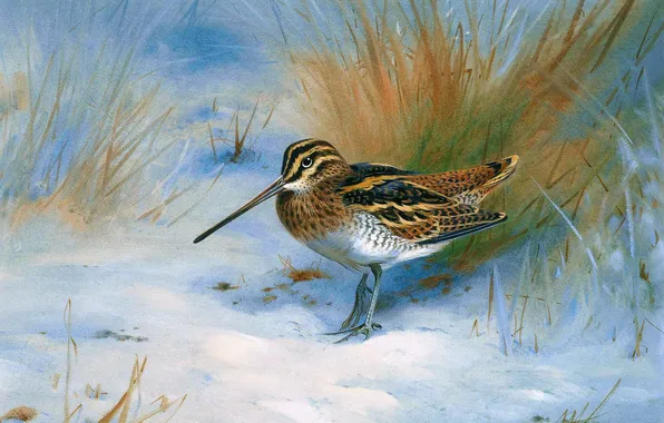 Зима, Трава, Птица, Снег, Картина, Archibald Thorburn, Арчибальд Торберн, Шотландский живописец