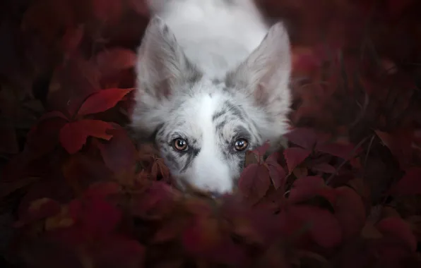 Картинка взгляд, морда, листья, собака, Австралийская овчарка, Аусси