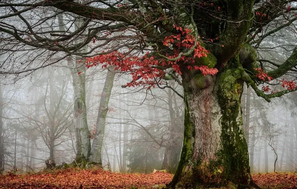 Осень, лес, природа