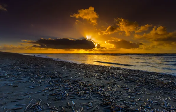 Картинка закат, побережье, Нидерланды, Голландия, North Sea, Noordwijk