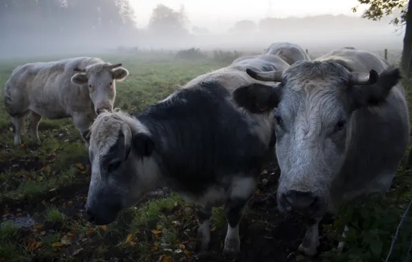 Картинка туман, утро, коровы