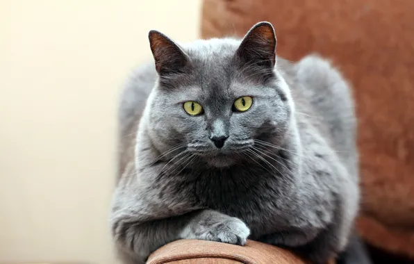 Кошка, кот, взгляд, поза, серый, портрет, мордашка, дымчатый