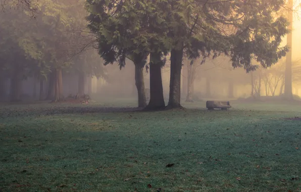 Картинка лес, природа, туман, парк, утро, Evan Kemper рhotography
