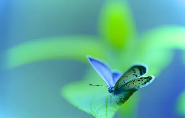 Картинка природа, лист, бабочка, насекомое, мотылек
