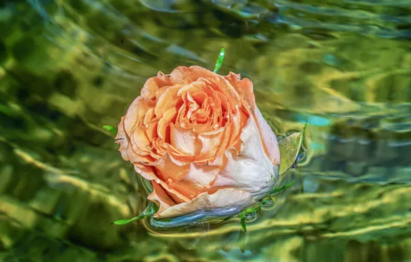 Картинка цветок, вода, капли, свет, роза, оранжевая, бутон, зеленая