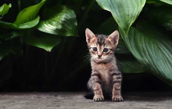 Картинка кошка, кот, листья, котенок, растения, полосатый