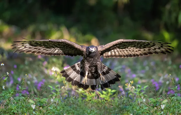 Картинка полет, птица, поляна