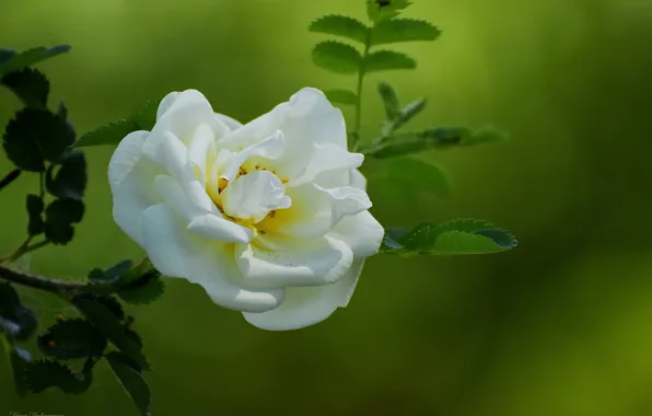 Цветы, природа, весна, шиповник