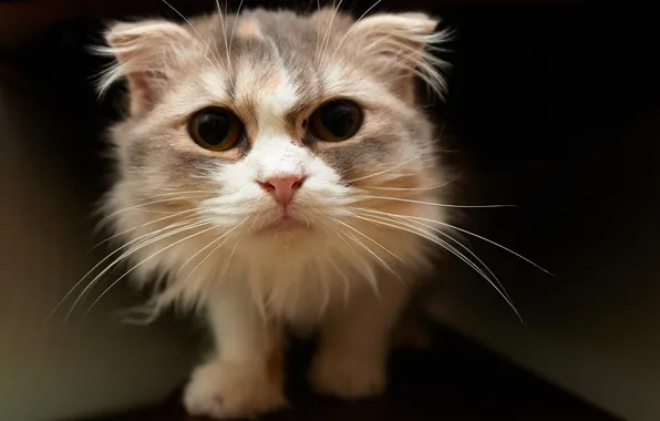 Картинка кошка, глаза, кот, морда, глазища