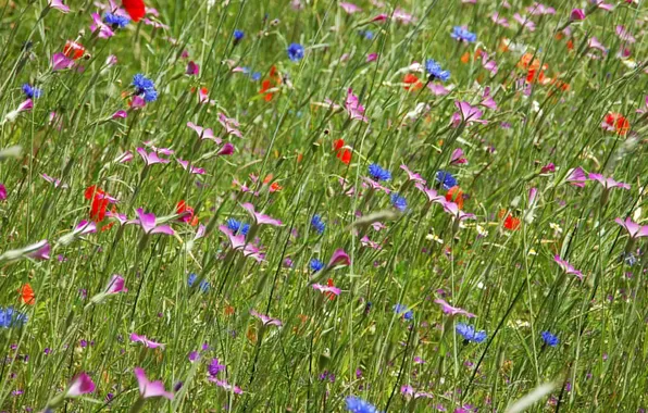 Картинка поле, трава, цветы, луг