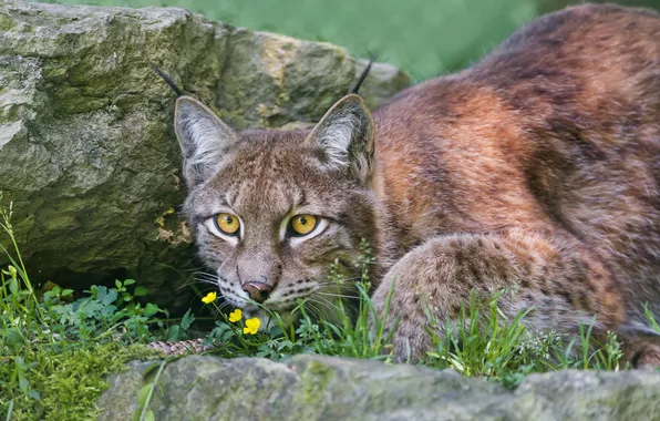 Картинка кошка, трава, взгляд, камни, рысь, ©Tambako The Jaguar