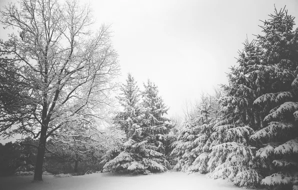 Картинка зима, снег, деревья, елки