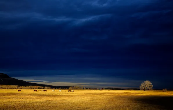Картинка поле, свет, дерево, буря, лошади, холм, серые облака