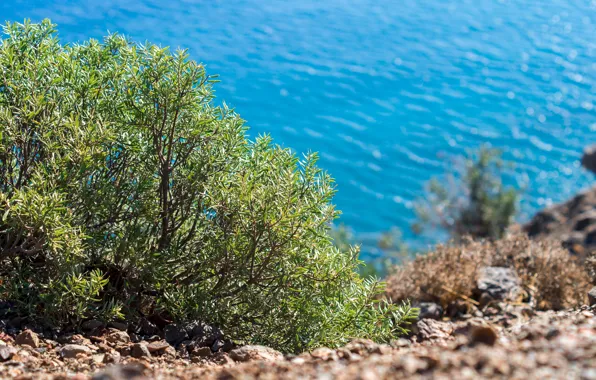 Green, sea, island, sun, blur, bush, kos