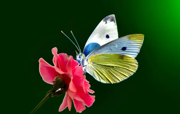 Картинка цветок, глаза, бабочки, крылья, точки, стебель, усики, flower