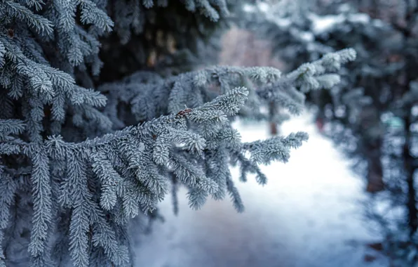 Снег, елка, ветка, вечер, snow, evening, Christmas tree