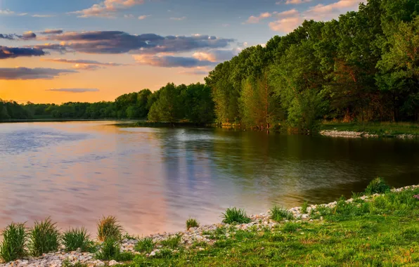 Картинка лес, лето, трава, деревья, берег, водоем