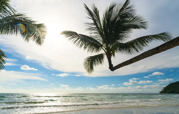 Песок, море, пляж, лето, небо, пальмы, summer, beach
