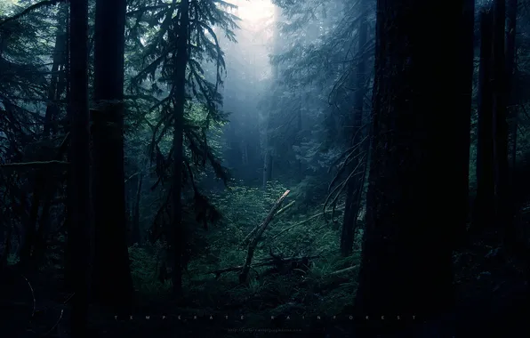 Картинка лес, темно, чаща, грег мартин, таинственно