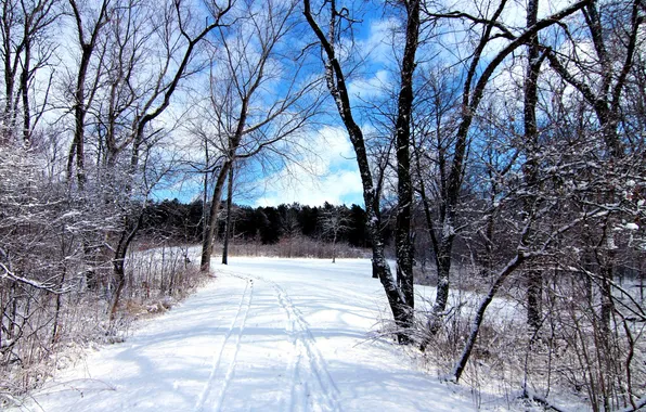 Картинка зима, лес, небо, снег, деревья, следы