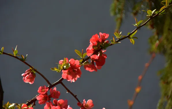 Картинка весна, красные, Цветочки, red, flowers, spring