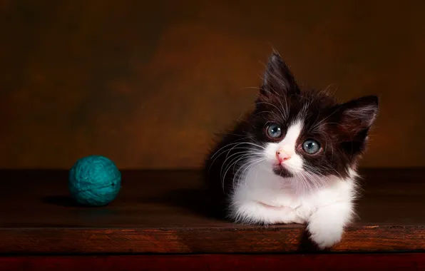 Кошка, взгляд, клубок, поза, темный фон, котенок, черно-белый, мордочка
