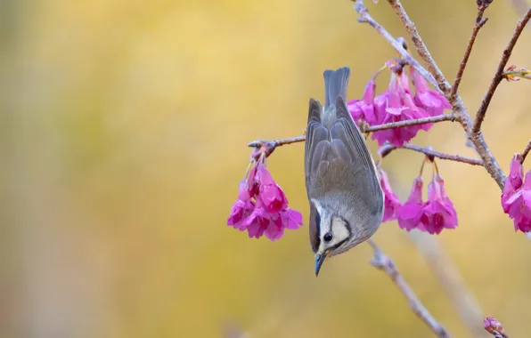 Ветки, природа, птица