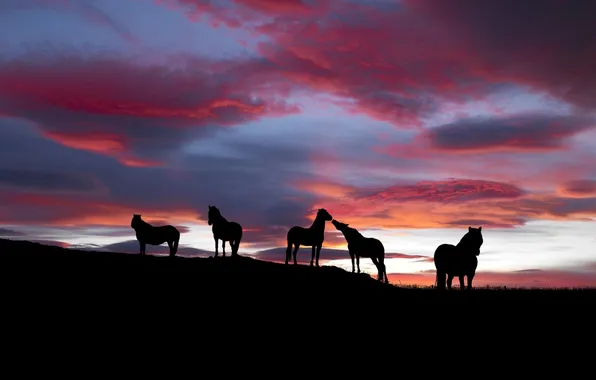 Картинка небо, закат, кони