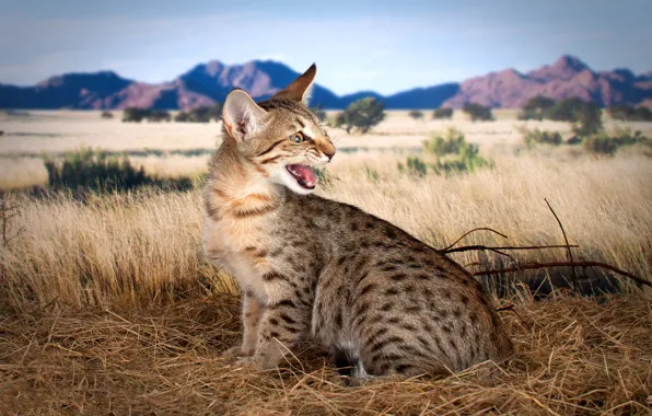 Поле, кошка, кот, горы, природа, котенок, пасть, солома