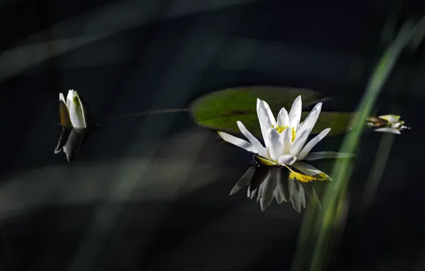 Картинка Лилия, белая, white, water, водяная, lily