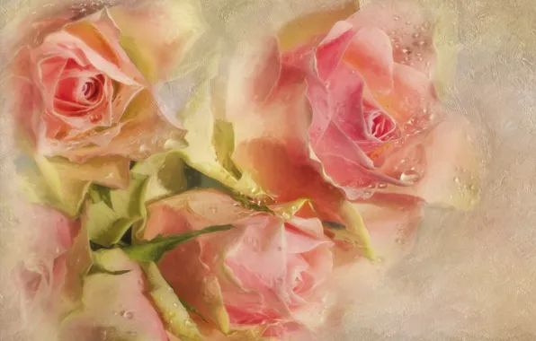 Картинка капли, цветы, розовый, розы, текстура, бутоны