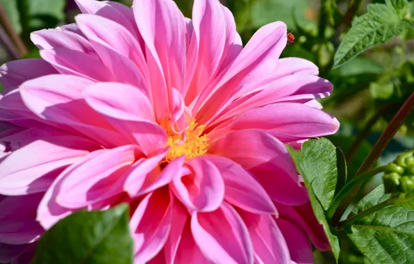 Картинка макро, розовый, Цветок, pink, flowers, macro