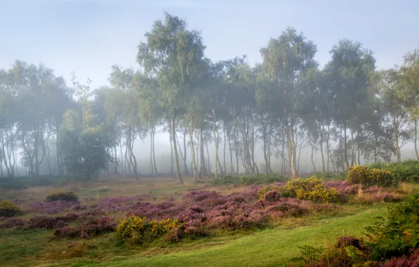 Картинка лес, трава, деревья, туман, поляна, утро, Великобритания, кусты
