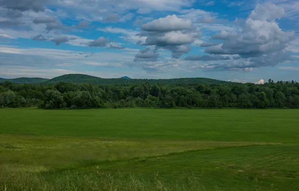 Картинка зелень, поле, лес, лето, небо, трава, облака, природа