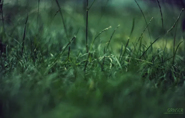 Картинка трава, макро, зеленая фигня, концентрация