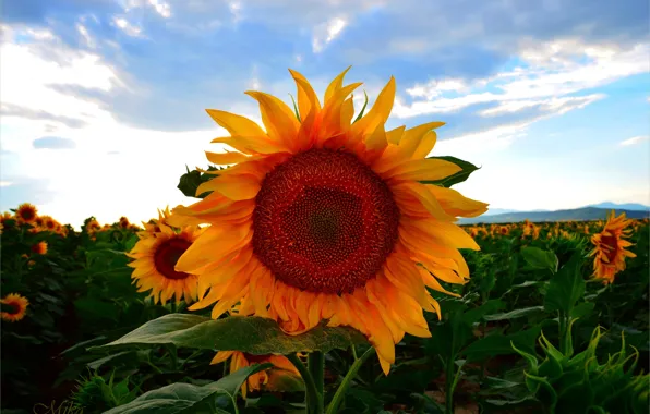 Лето, Подсолнухи, Summer, Sunflowers