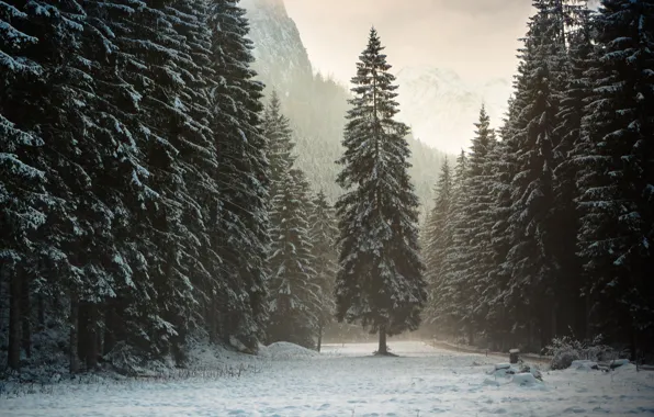 Картинка зима, лес, снег, горы, природа, Австрия, Альпы, Тироль